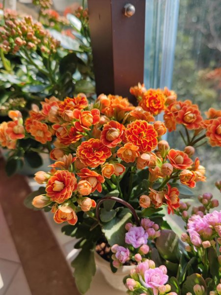 橙色长寿花花语是什么