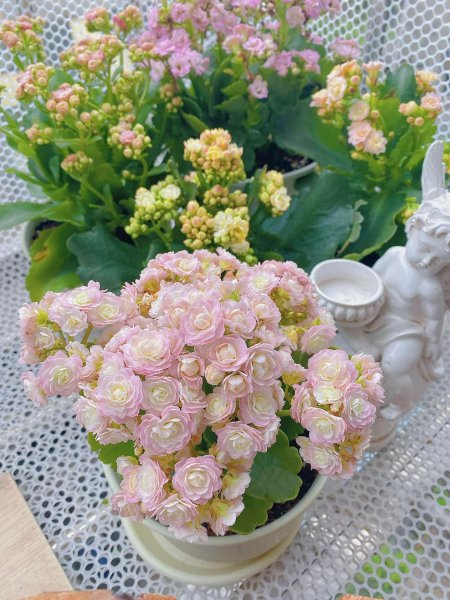 橙色长寿花花语是什么