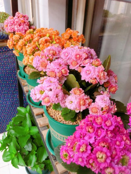 橙色长寿花花语是什么