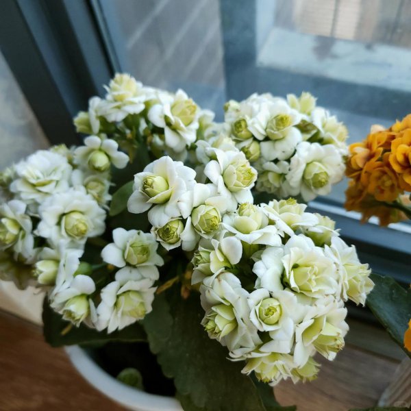 橙色长寿花花语是什么