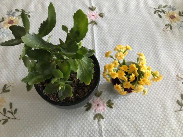 橙色长寿花花语是什么