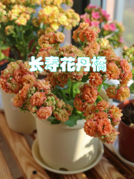 橙色长寿花花语是什么