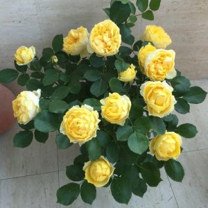 最经典的5种月季品种 高杯切花月季经典品种介绍