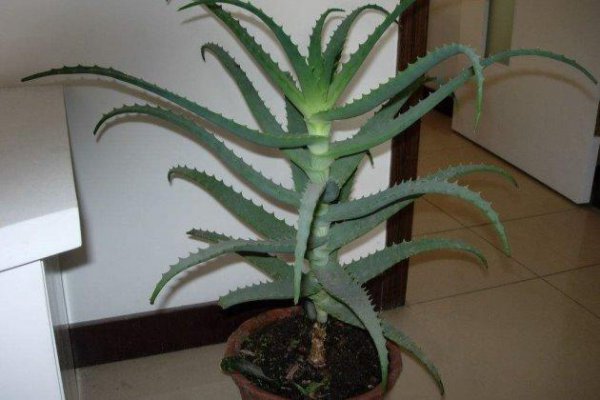 翠花掌几个品种的区别