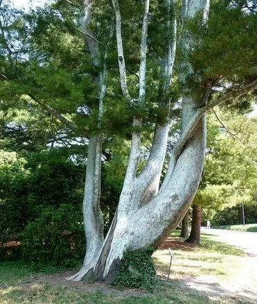 龙柏耐寒多少度