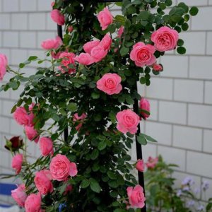达芬奇月季花的特点是什么 关于藤本月季最好的品种