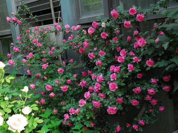 达芬奇月季花的特点是什么