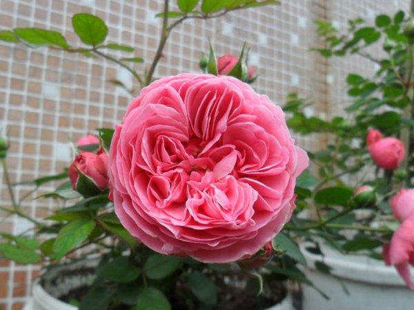 达芬奇月季花的特点是什么