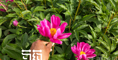 大芍药怎么种植方法 白芍的种植时间和方法