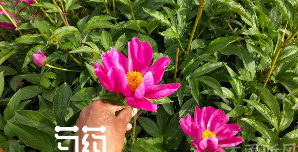 大芍药怎么种植方法