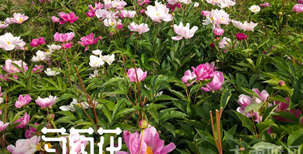 大芍药怎么种植方法