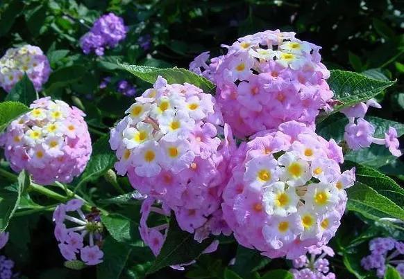 五色梅花怎么养护