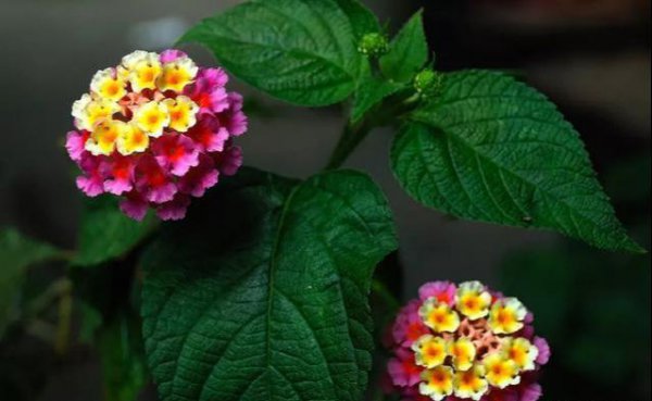 五色梅花怎么养护