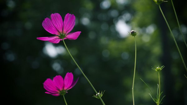 波斯菊种子播种方法