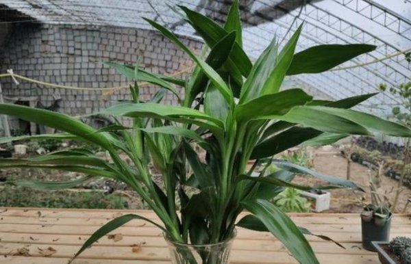 好养活的水培植物有哪些品种