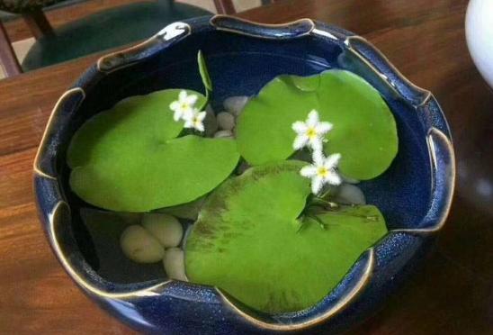 好养活的水培植物有哪些品种