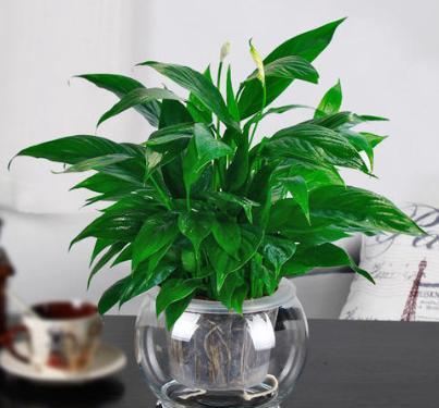 好养活的水培植物有哪些品种