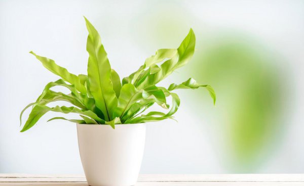 适合室内养殖的绿植品种