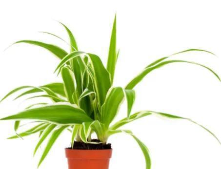 适合室内养殖的绿植品种