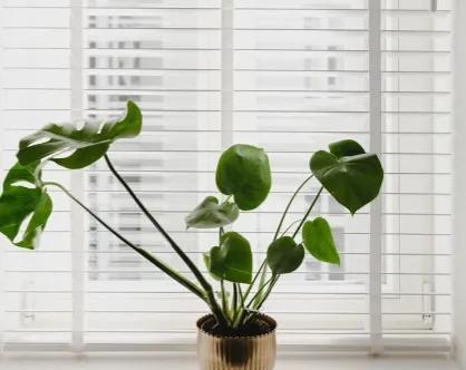 适合室内养殖的绿植品种