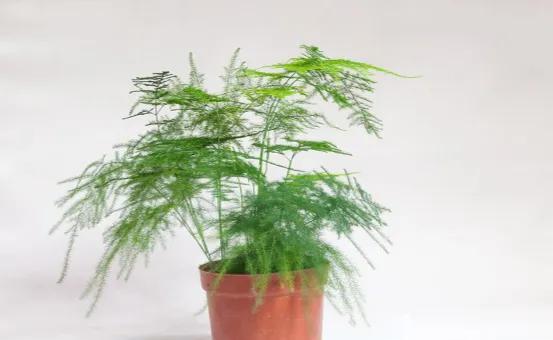 适合室内养殖的绿植品种