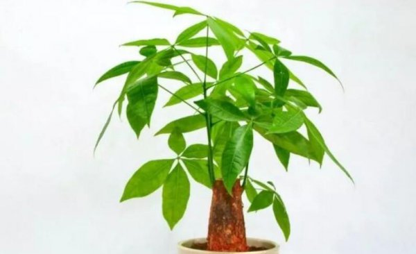 适合室内养殖的绿植品种