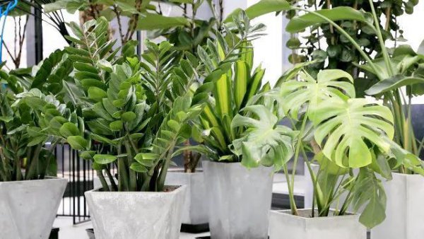 适合室内养殖的绿植品种