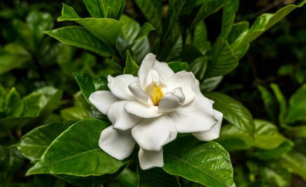 适合室内养殖的绿植品种