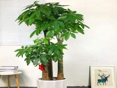 最好的发财树品种