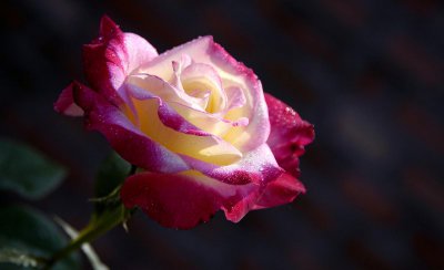 月季花是几月开的 关于月季花的养殖方法
