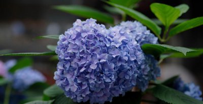 绣球花为什么不适合在家里养 介绍绣球花适合的土壤