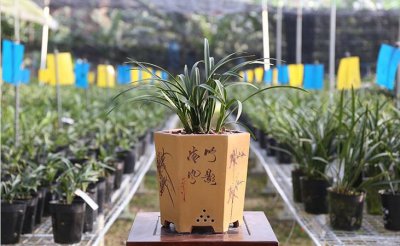 细叶寒兰品种详细介绍 最好最名贵寒兰的品种