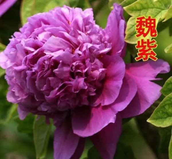 牡丹品种排名大全