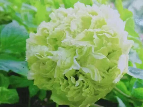 牡丹品种排名大全