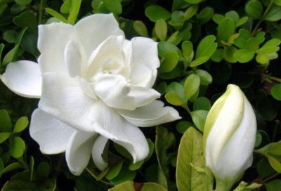 小叶栀子花一年开几次花 最好的栀子花品种