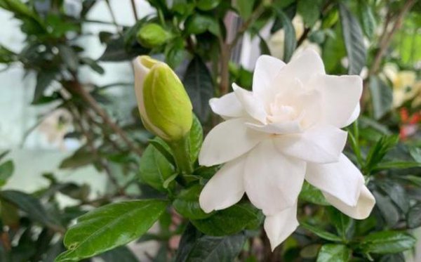 小叶栀子花一年开几次花