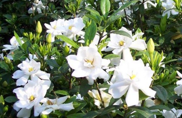 小叶栀子花一年开几次花