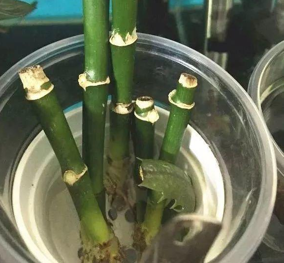 富贵竹不生根是什么原因造成的