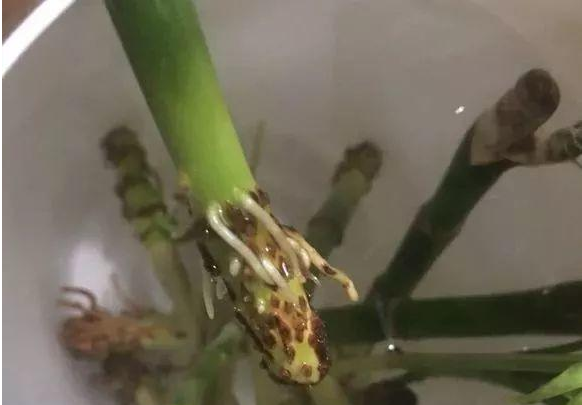 富贵竹不生根是什么原因造成的