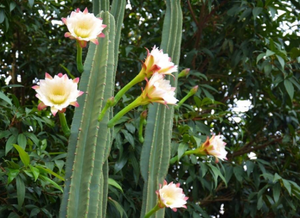 仙人柱开花的寓意