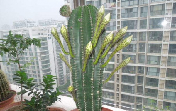 仙人柱开花的寓意