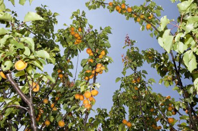 杏树种植的方法和技巧有哪些 关于杏树种子育苗种植技术