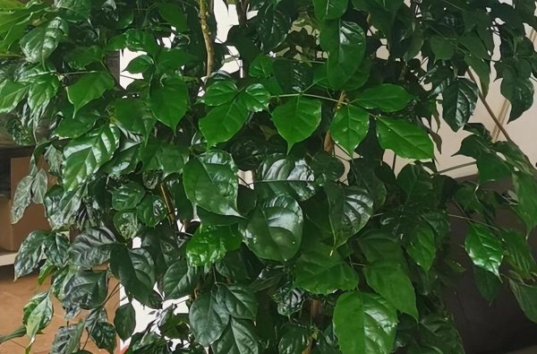 幸福树的叶子一碰就掉怎么办