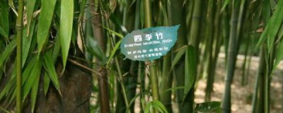 四季竹的养殖方法和注意事项有哪些 适合庭院的长不高的竹子
