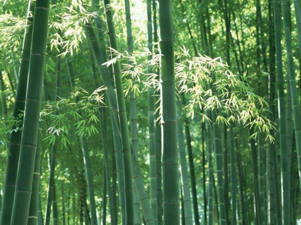 四季竹的养殖方法和注意事项有哪些