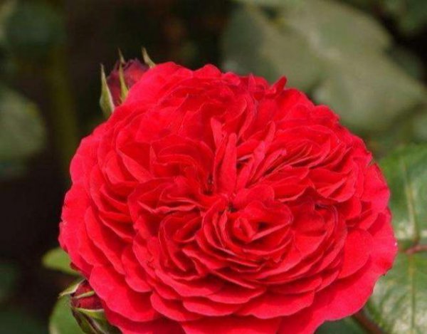 红色达芬奇月季优缺点