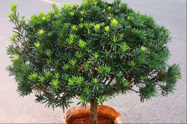 罗汉松的种类有哪些