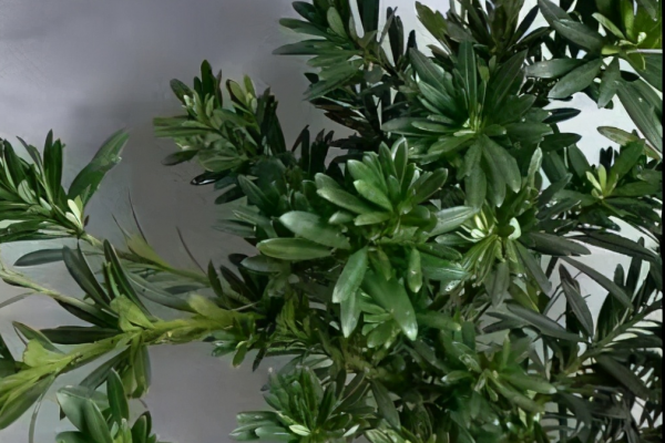 罗汉松的种类有哪些