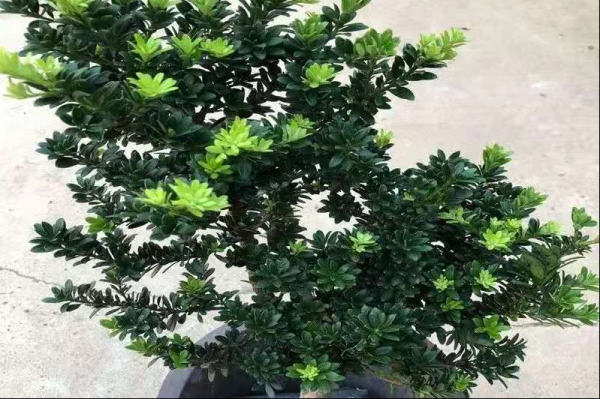 罗汉松的种类有哪些