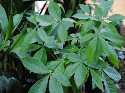 发财树怎么繁殖方法 分享发财树对土壤的要求